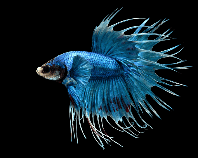 Bettas 개요