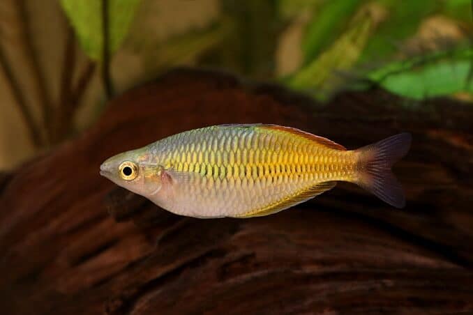 Boeseman의 Rainbowfish