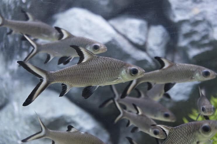발라 상어 탱크 메이트