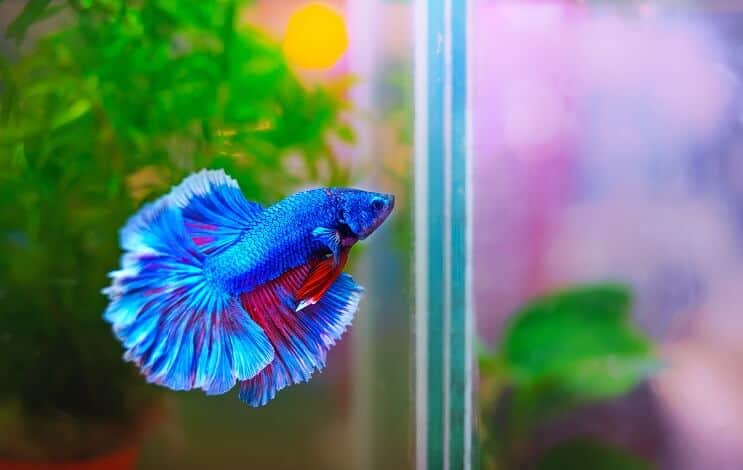 Betta 물고기 서식지
