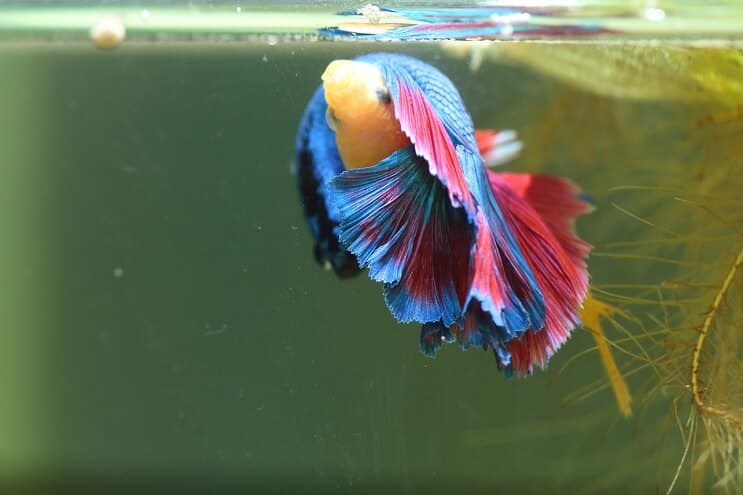 Bettas 번식 더보기