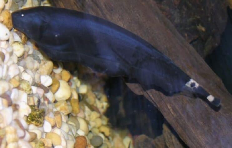 기질에 검은 유령 Knifefish