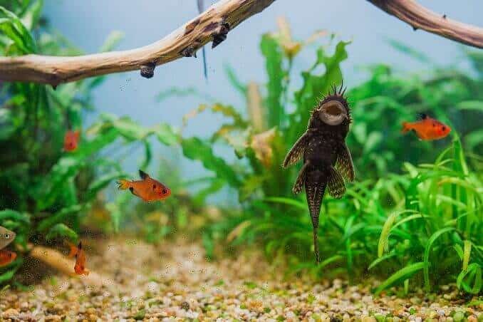 남성 Bristlenose Pleco