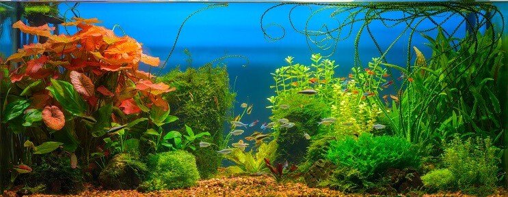 체리 바브 탱크 메이트
