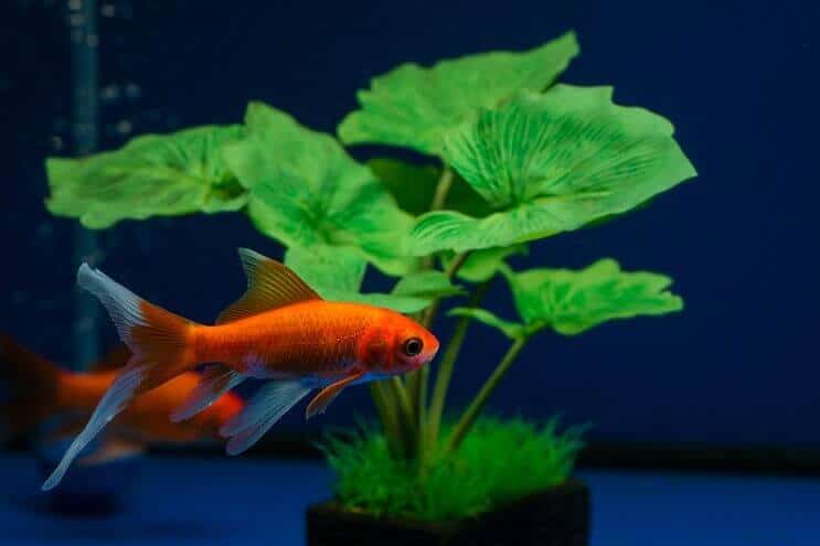 붕어 속 auratus auratus