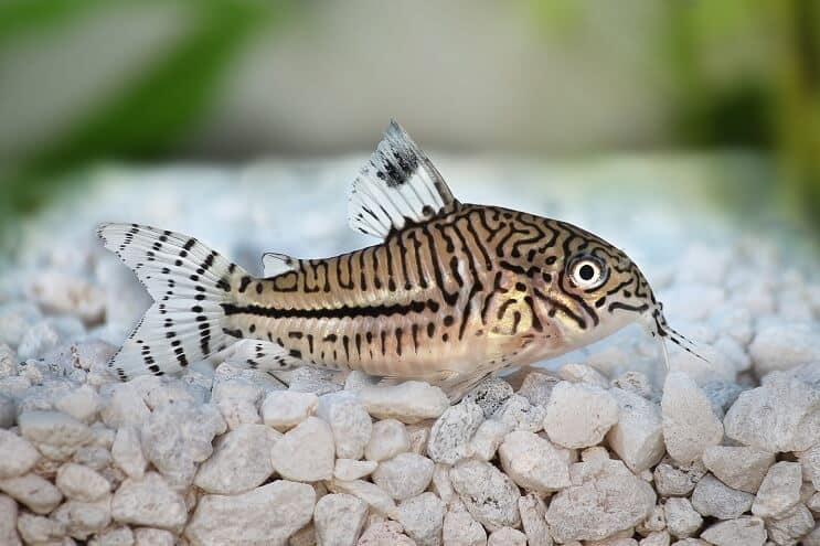 Cory Catfish 개요