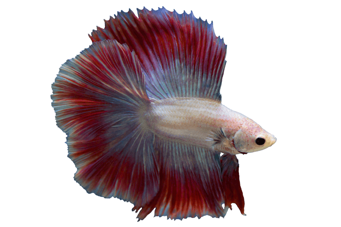 Betta 탱크 요구 사항