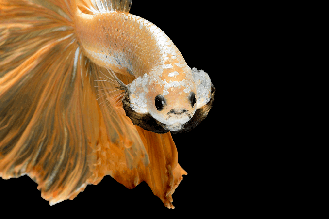Crowntail Betta 외관