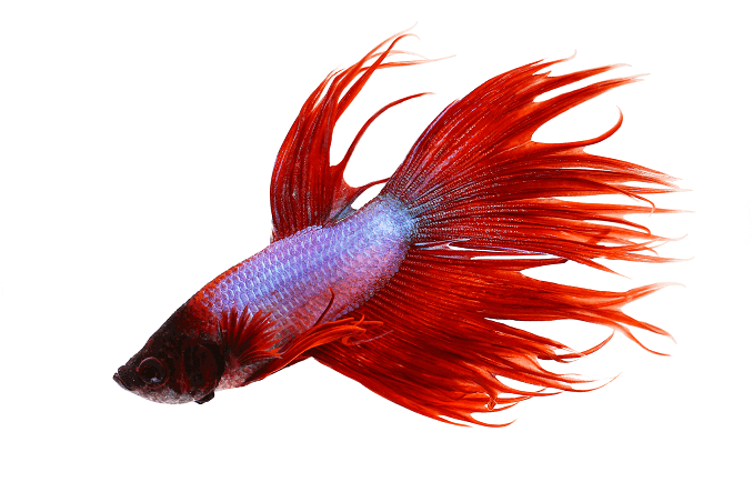 행동 Crowntail Betta