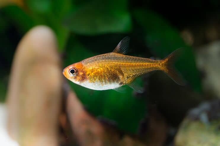 Ember Tetra 외관