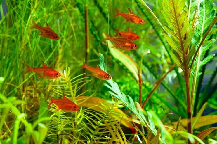 Ember Tetra 탱크 메이트