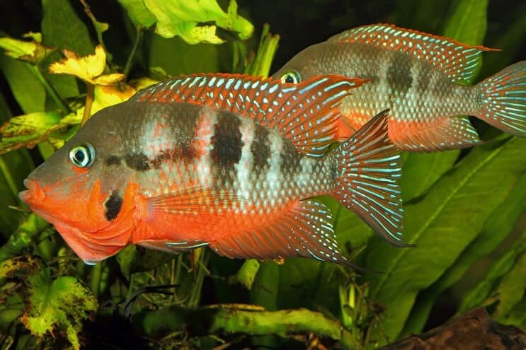 Firemouth Cichlid 남성 및 여성