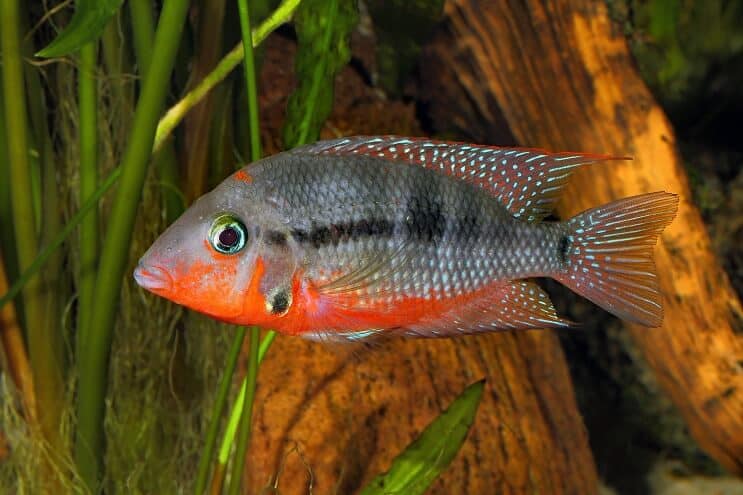 Firemouth Cichlid 수영