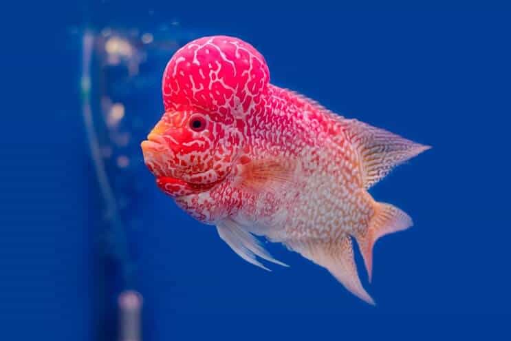 Flowerhorn Cichlid 개요
