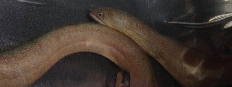 민물 눈송이 장어
