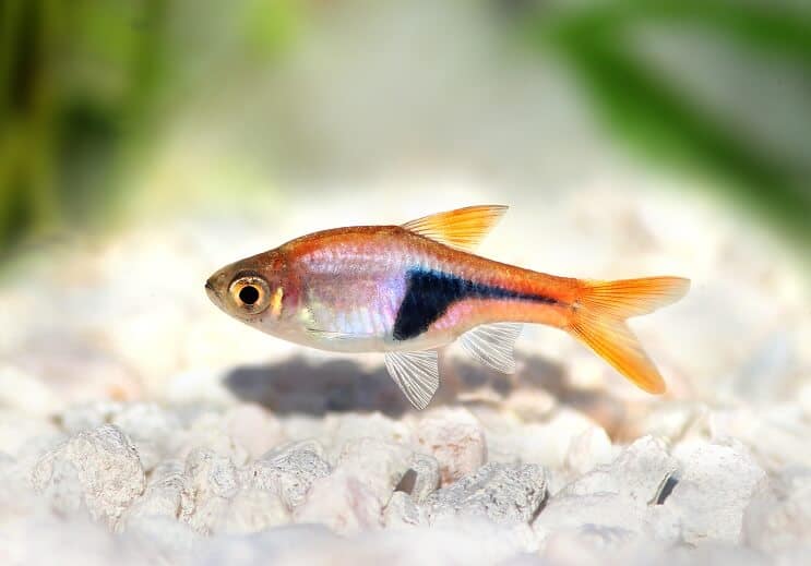 Harlequin Rasbora 외관