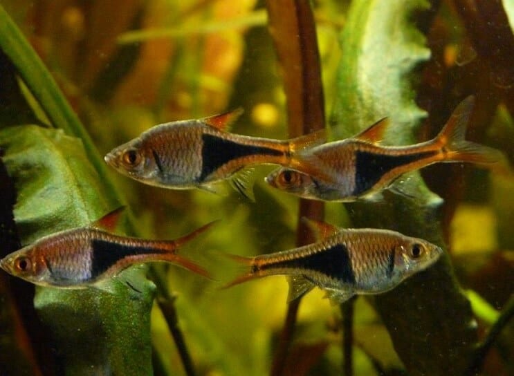 Harlequin Rasbora 탱크 조건