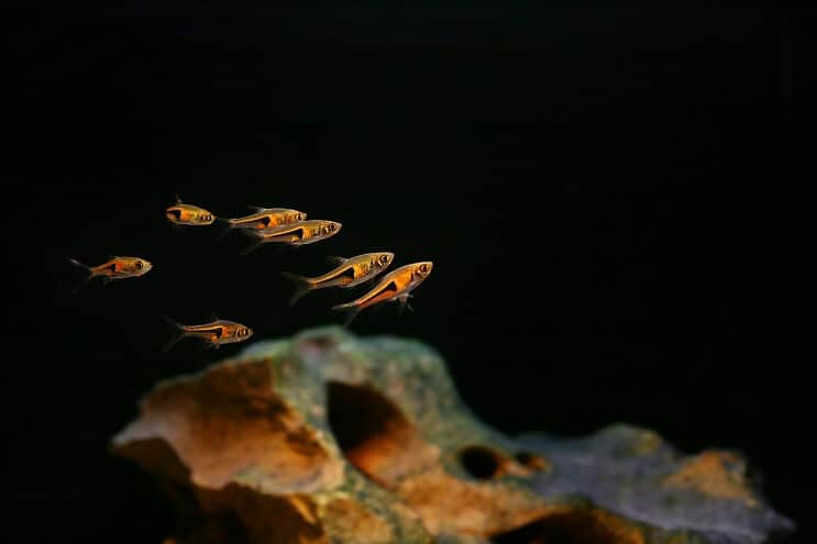 Harlequin Rasbora 탱크 메이트