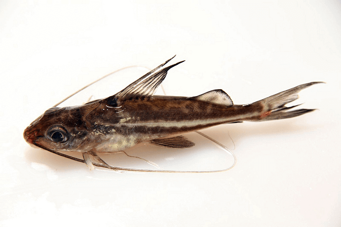 Pictus 메기