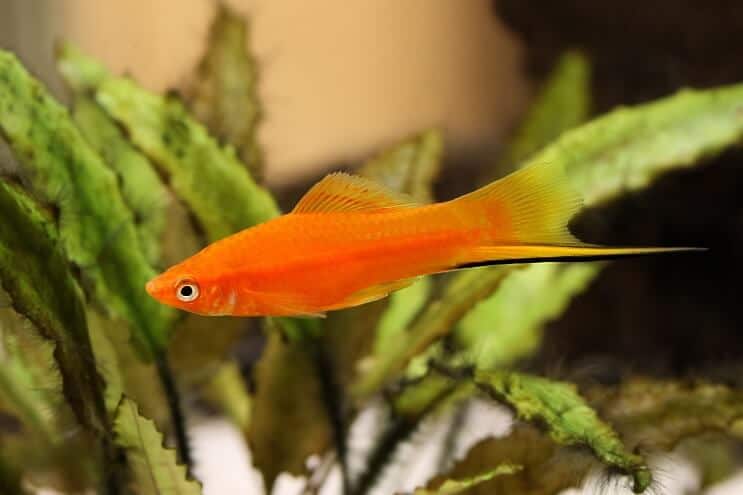 검 꼬리 Platy Fish