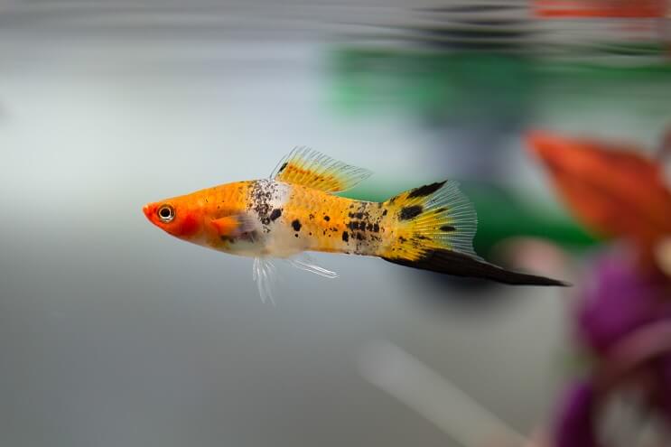 Swordtail 개요