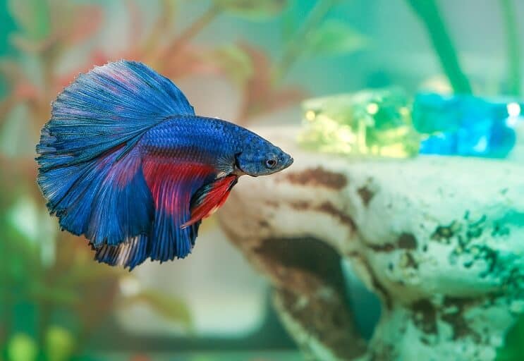 Betta 물고기 질병