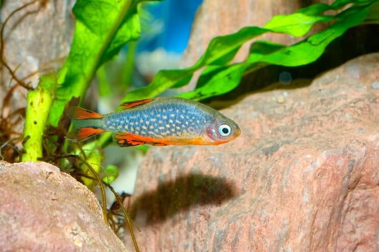 천상의 진주 Danio 외관