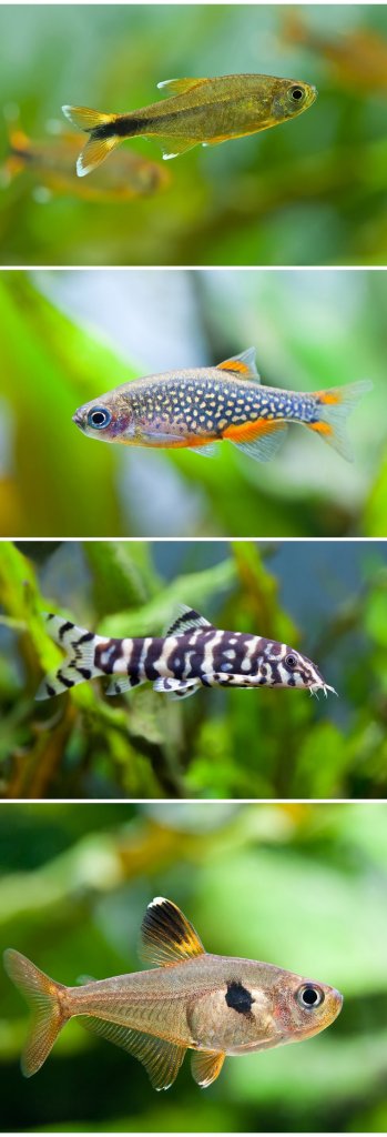 Celestial Pearl Danio 탱크 메이트