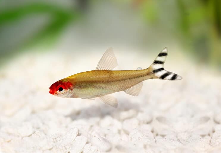 Rummy Nose Tetra 외관