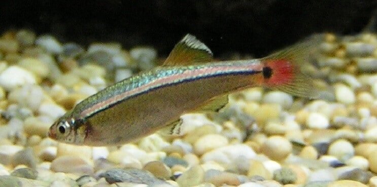 White Cloud Mountain Minnow 개요