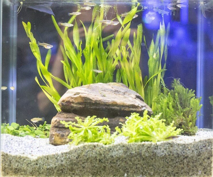 White Cloud Mountain Minnow 탱크 조건