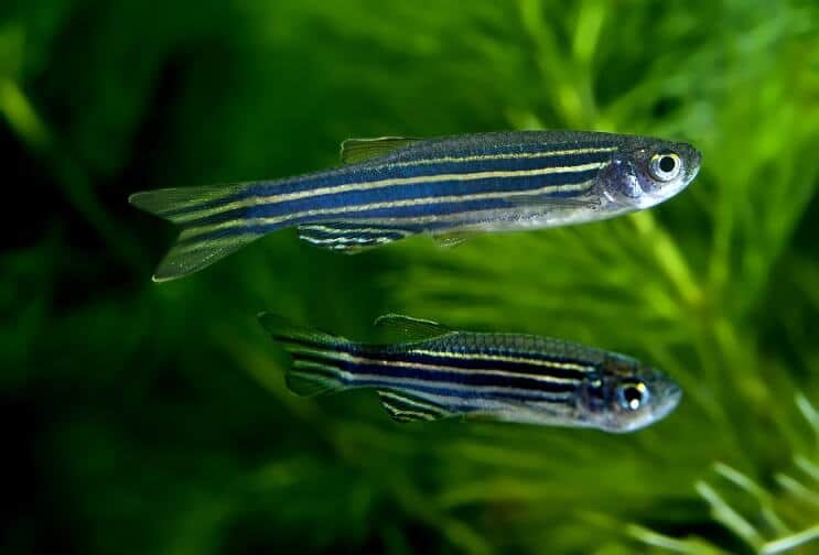 Zebra Danios 수영