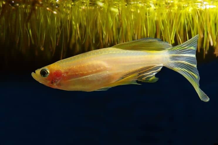 황금 변이 얼룩말 Danio