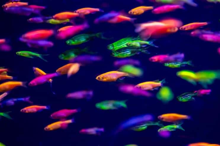 Glo Morph 얼룩말 Danio