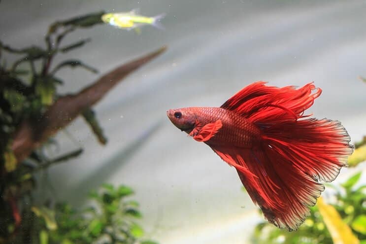 Betta 물고기 수영