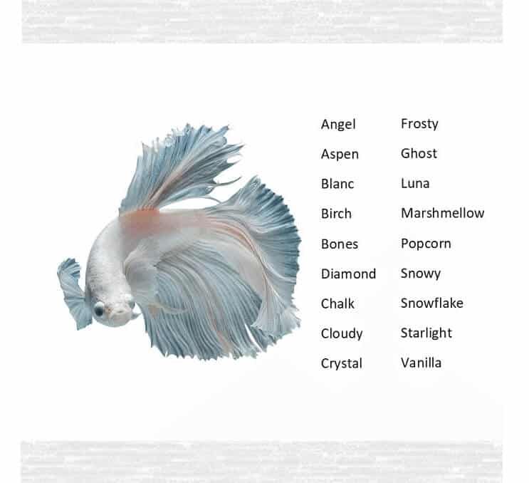 Betta 물고기 이름