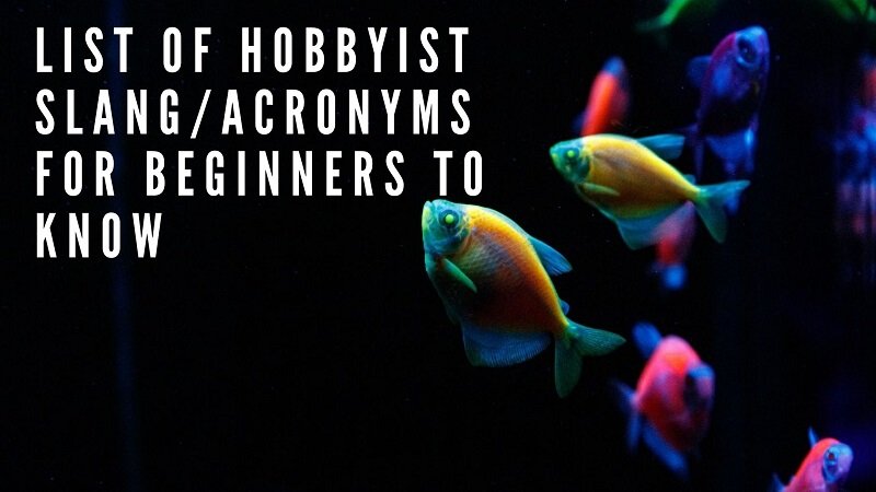초보자가 알아야 할 애호가 slang_acronyms 목록