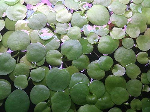 SoShrimp 20+ Plants Amazon Frogbit-라이브 민물 수족관 플로팅 플랜트