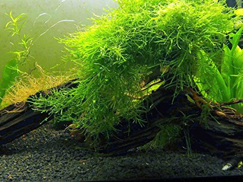 Aquatic Arts Java Moss (대형 25 평방 인치 부분) 민물 수족관 식물 | 수족관 용 자바 모스 라이브 플랜트 | 수족관 식물 라이브 | 심은 수족관의 마리모 모스 볼과 잘 어울립니다.