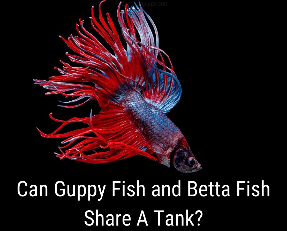 Guppy Fish와 Betta Fish는 수조를 공유 할 수 있습니까?