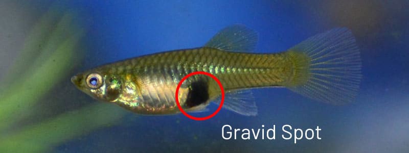 여성 구피 gravid 자리.