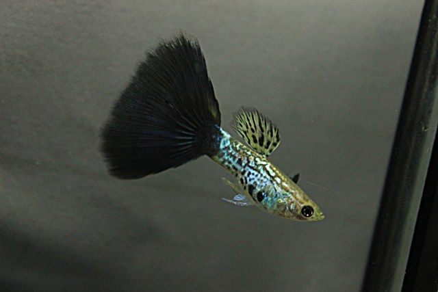 블랙 코브라 구피.