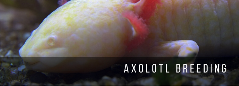 Axolotl 번식