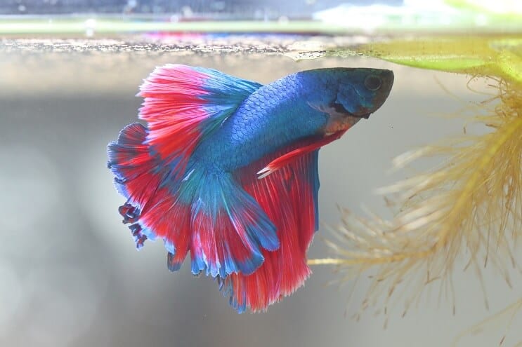 Betta 물고기 만들기 거품 둥지