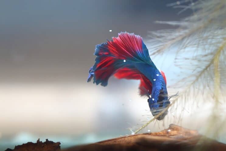 Betta 수집 계란