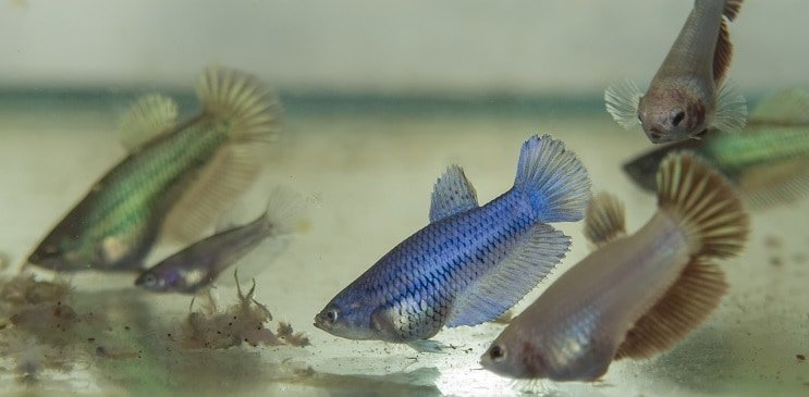 Betta Fry 먹이기