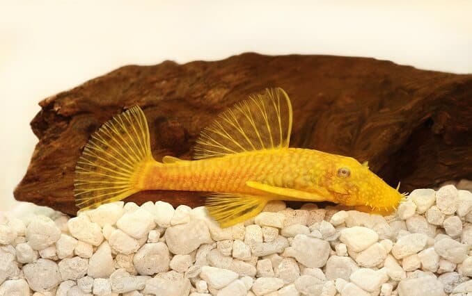 Golden Ancistrus pleco catfish 강모-코 수족관 물고기