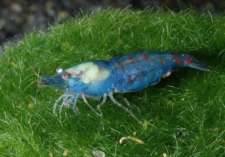 블루 펄 새우