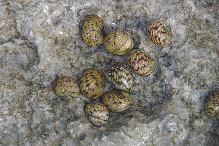 Nerita Versicolor