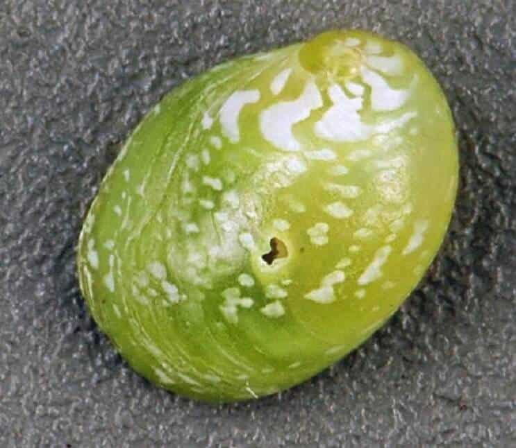 에메랄드 Nerite 달팽이